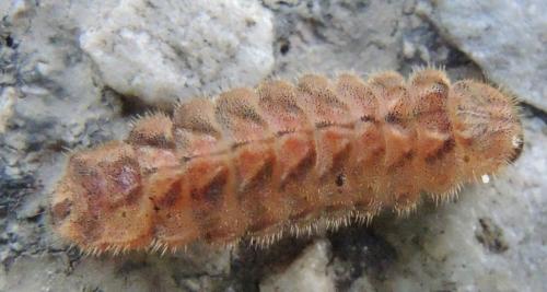 Réf. 233 385 : Favonius quercus